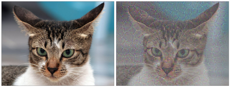 Do Filters Dream of Convolutional Cats? Let's Examine Convolutional Features